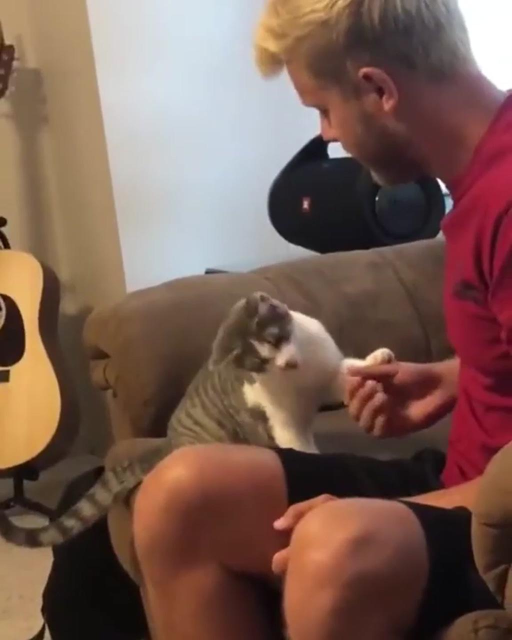Well trained kitty able to the basics tricks a doggo can do; cute cat gif
