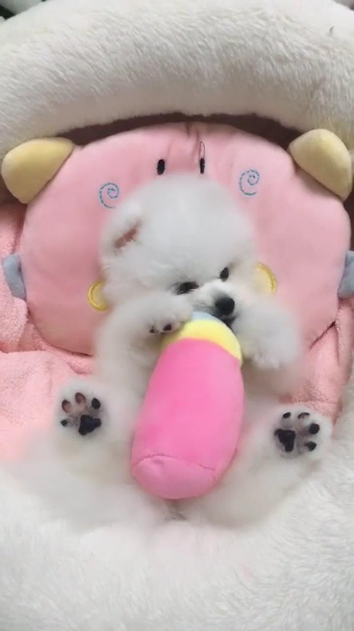 What a perfect toy he gets | literally the cutest thing