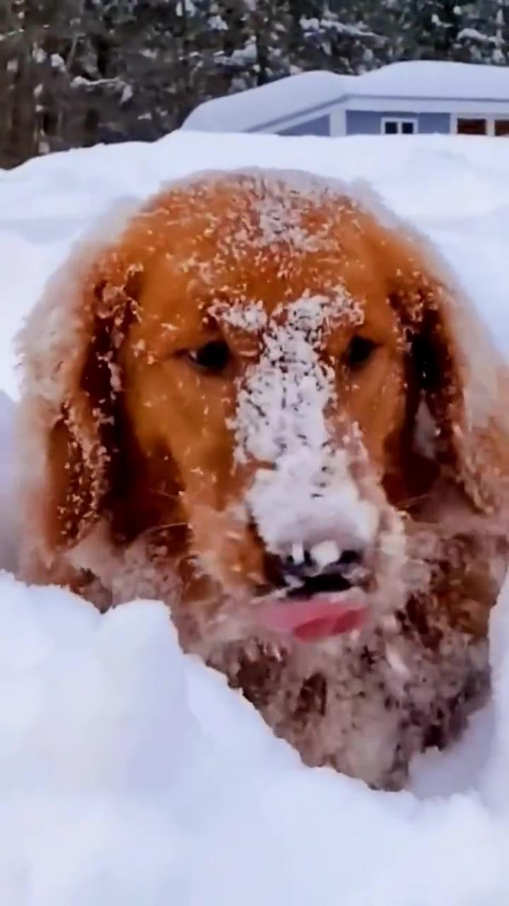 When the dog sees snow first time | selfie
