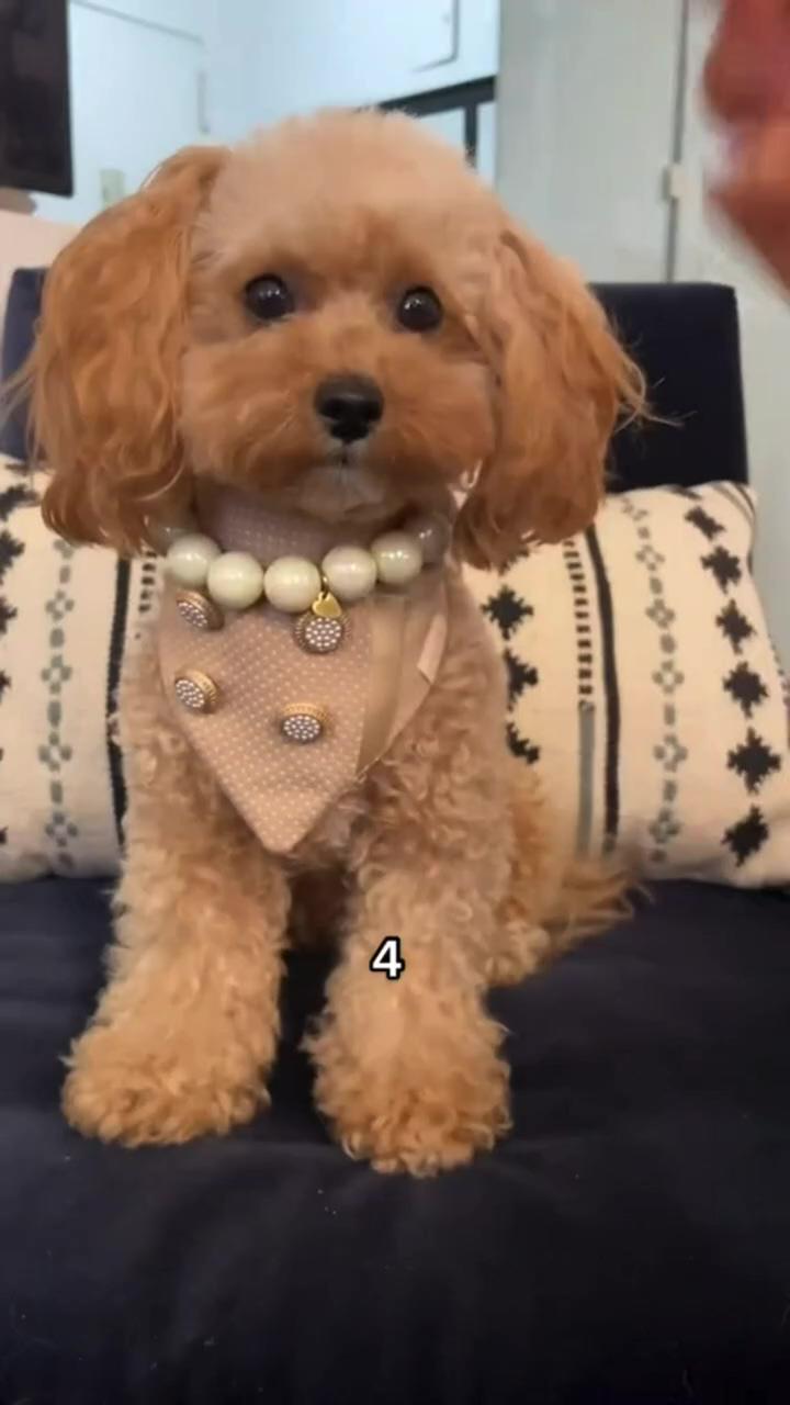 Which outfit is your favorite check out our insta for more  noodlesthepooch; my nighttime routine #maltipoo