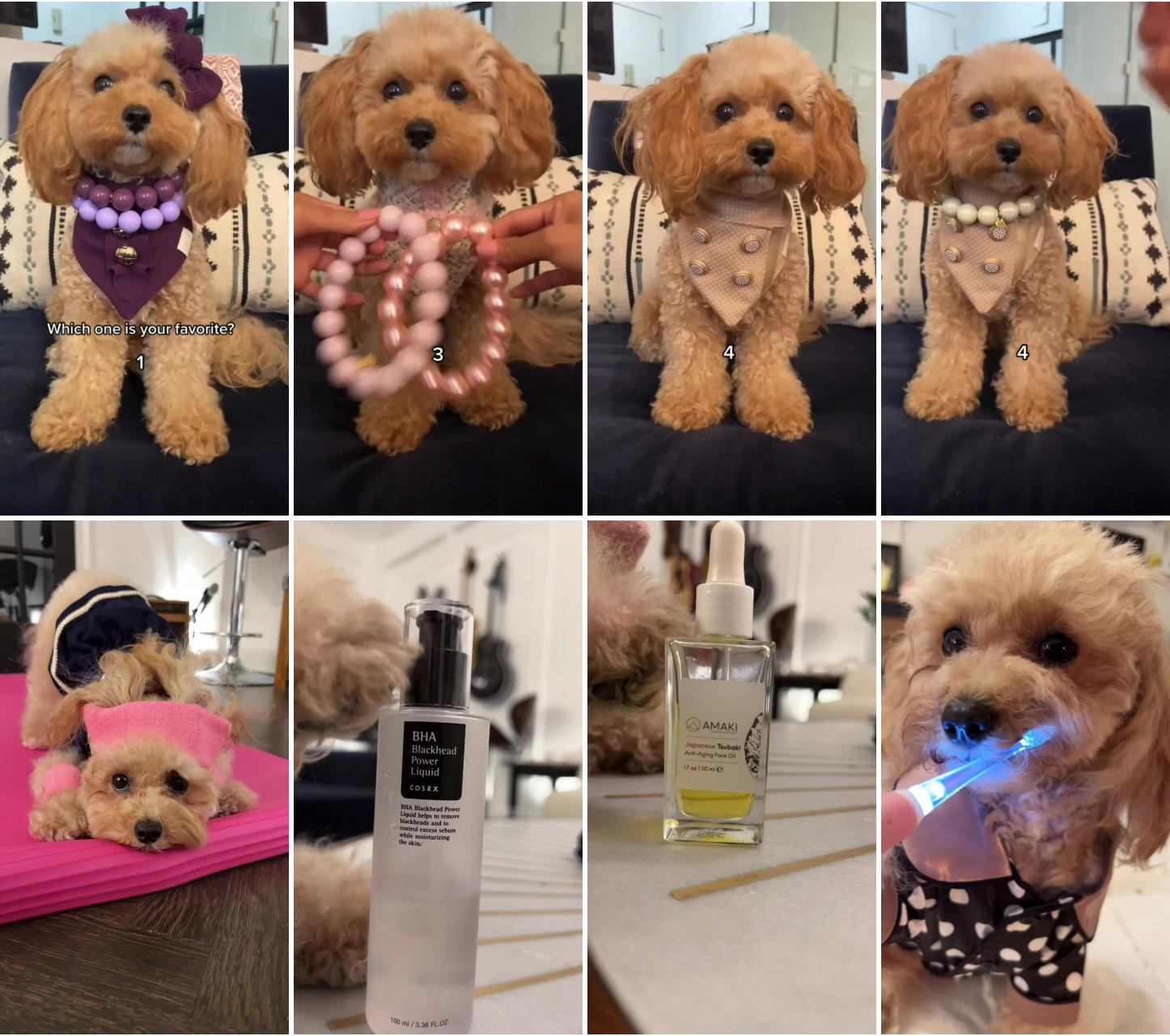 Which outfit is your favorite check out our insta for more  noodlesthepooch; my nighttime routine #maltipoo