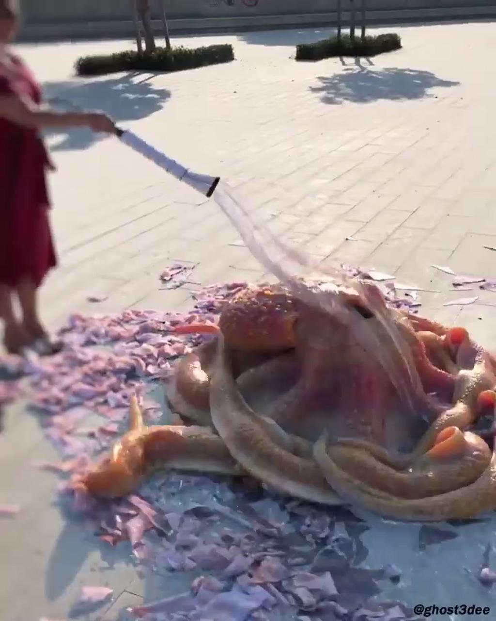 Wild life, giant octopus change skin color | graphic design tutorials photoshop