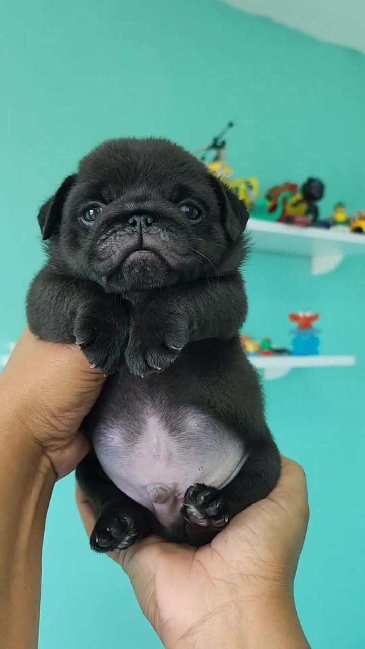 Will you fall in love  already fallen in love. 38 days of pure hotness, pug heaven; playful pug puppies' adorable bark fest with dad  must-see cute puppy video