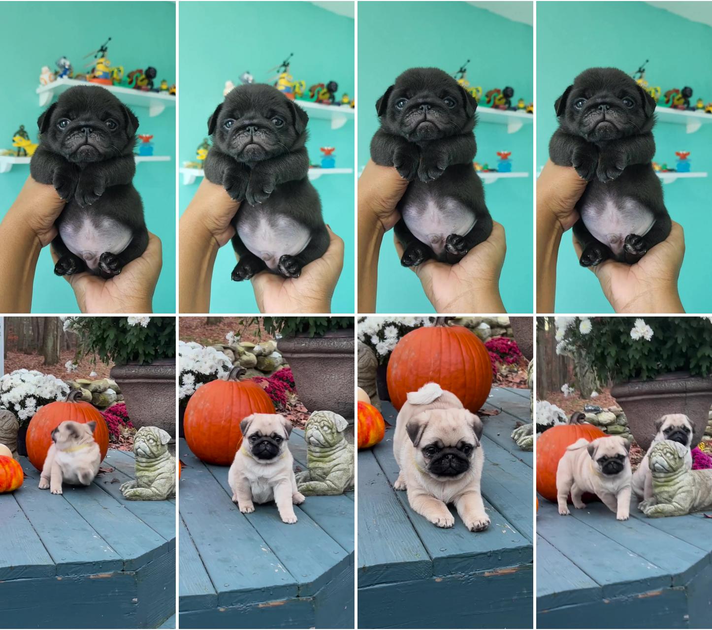 Will you fall in love  already fallen in love. 38 days of pure hotness, pug heaven; playful pug puppies' adorable bark fest with dad  must-see cute puppy video