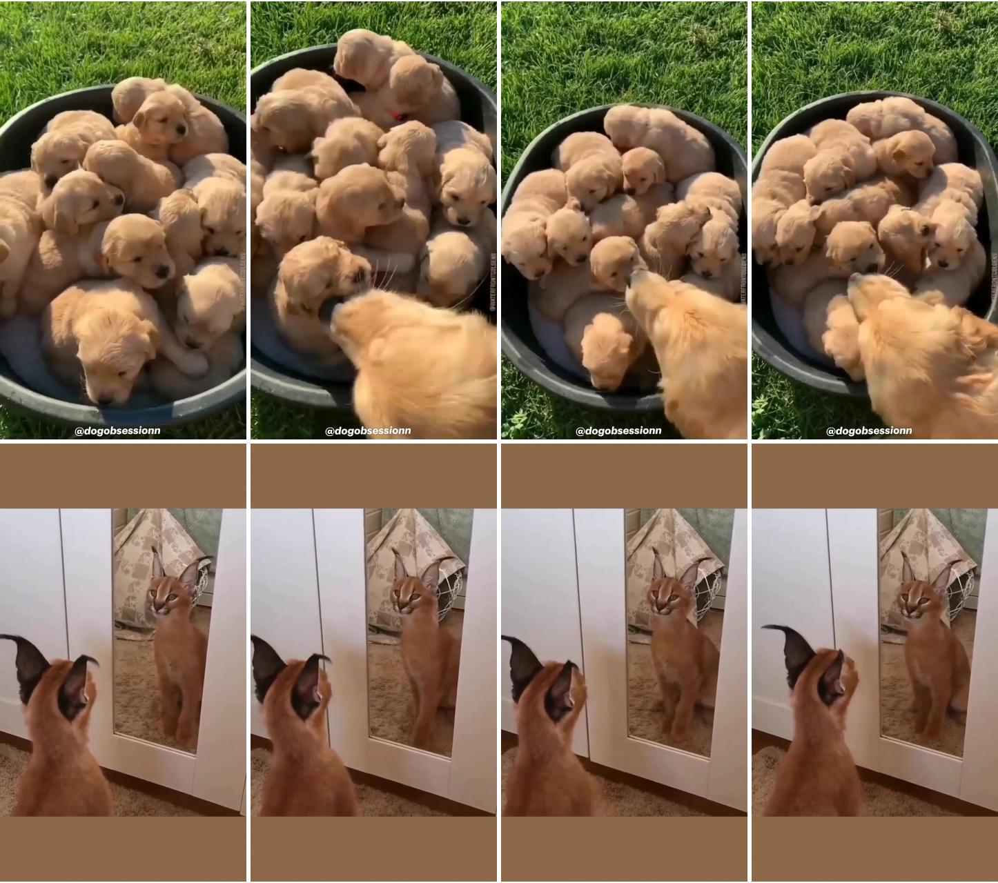 Woof videos; neat, look what i can do with my ears