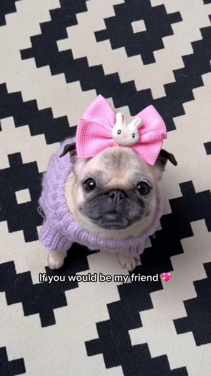 Would be my friend. so cute     if you enjoyed this video like and share  | just do it don't stop i need more scratch. you are a scratch master ,pug video