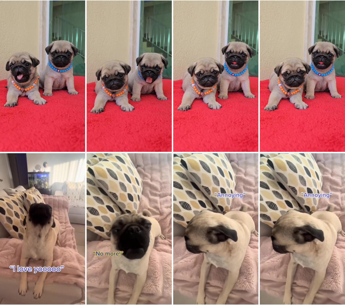 Yawning pug puppies - too cute to resist ; adorable pug puppy funny video 
