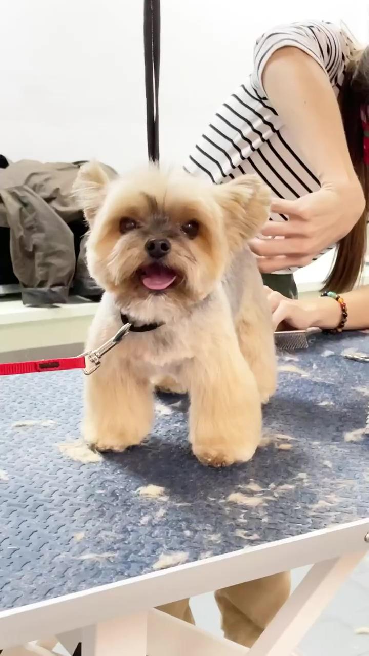 Yorkie dog grooming | fashion friday