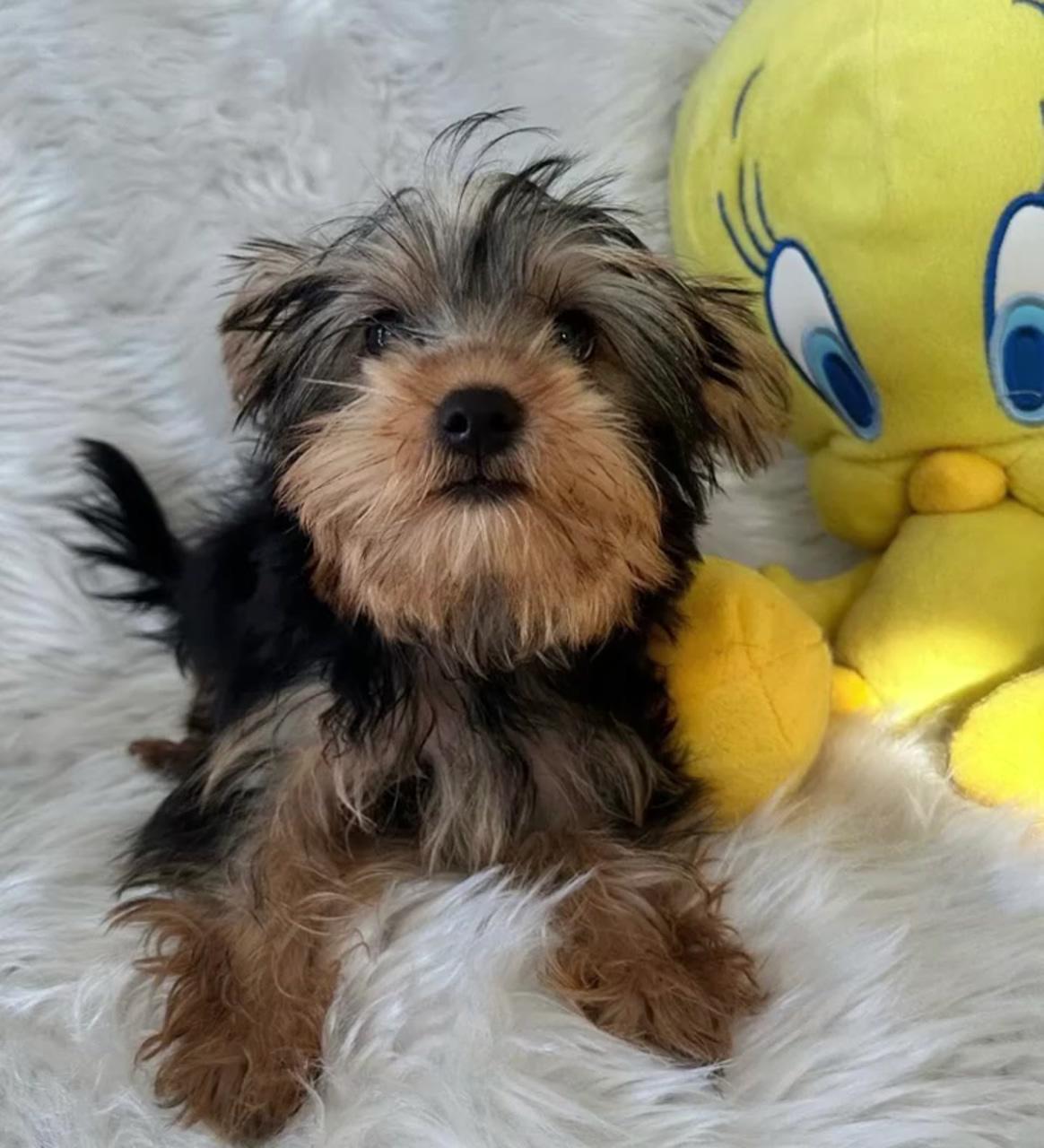 Yorkshire terrier pups available | cute fluffy puppies