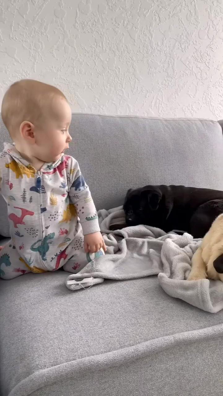Your 3 baby is here pug lover; cute baby animals