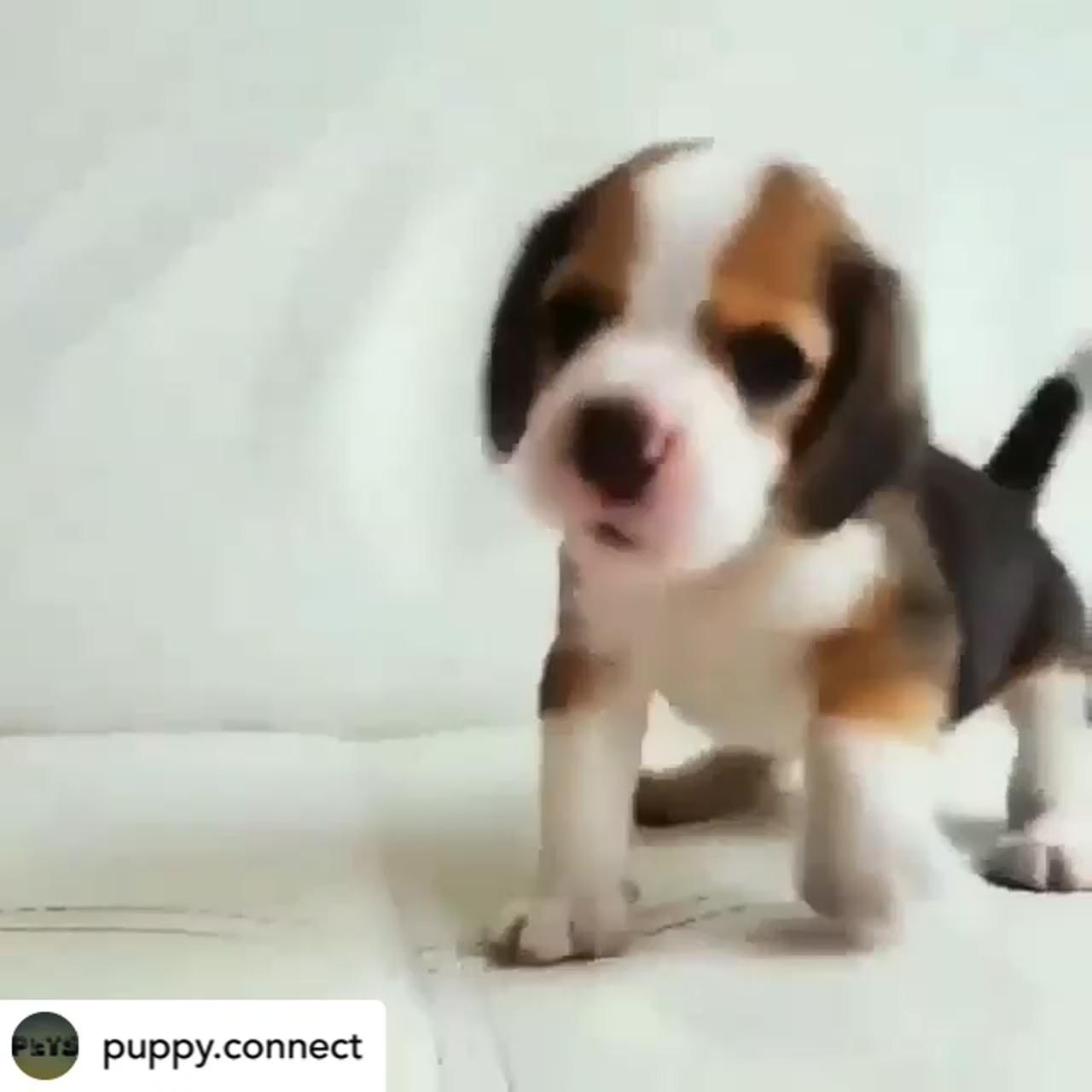 A cute little beagle | have you ever seen a rabbit swim