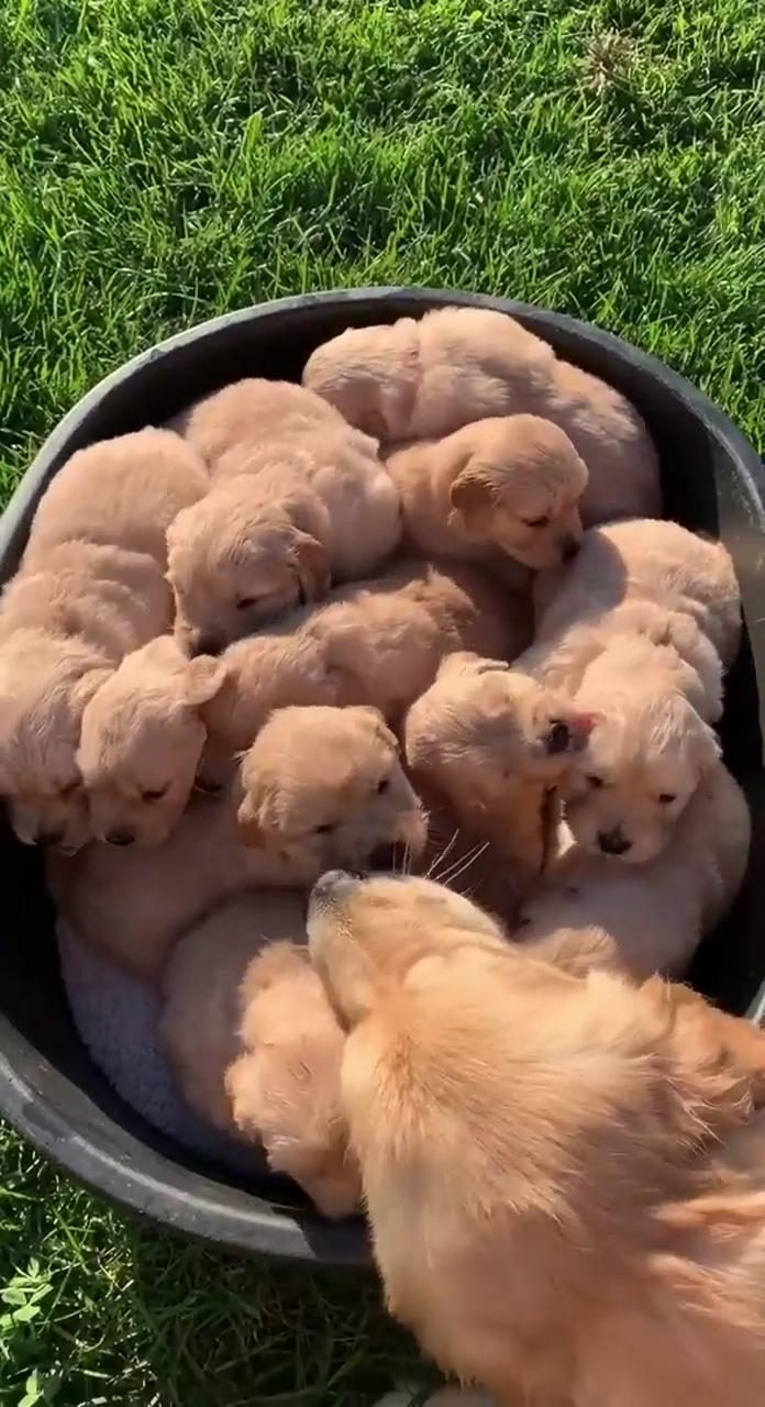 A pot of gold; super cute puppies