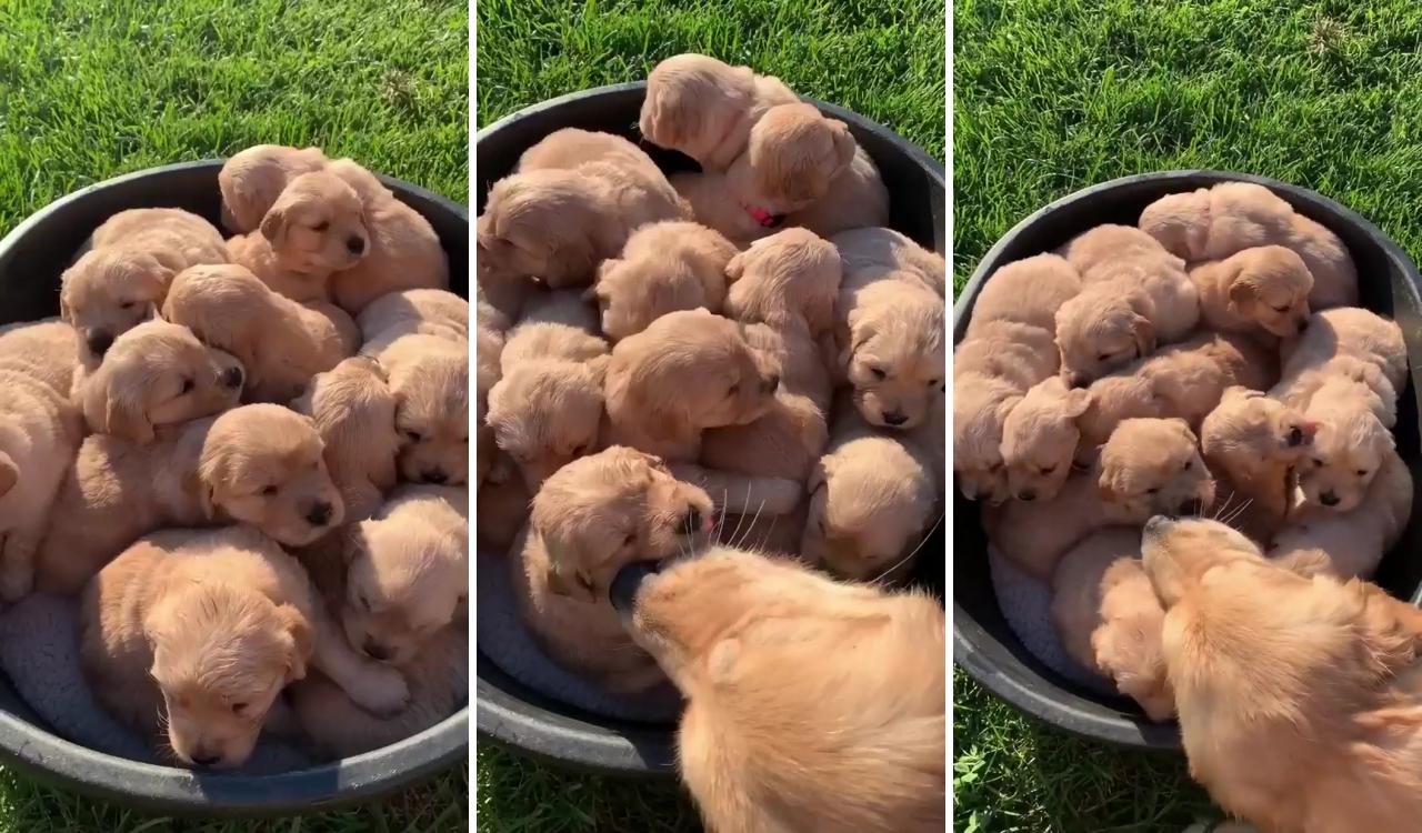 A pot of gold; super cute puppies