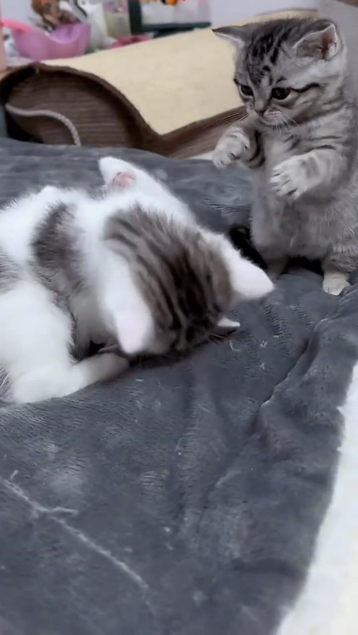 Adorable cats - stop already | cute little kittens