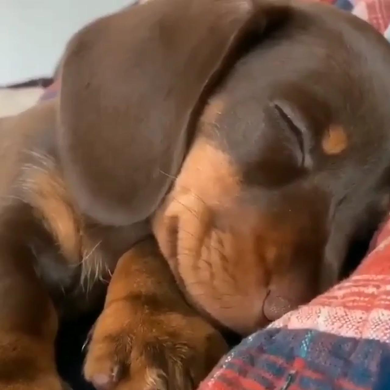 Adorable  | dachshund videos
