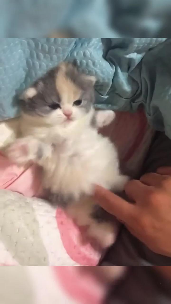 Adorable kitten   | miyav
