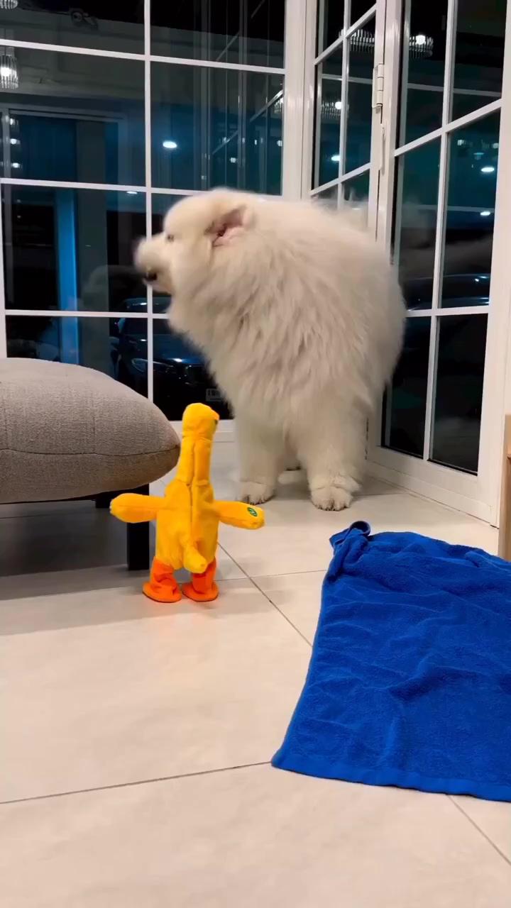 Adorable samoyed dog hilariously barks at new duck toy, playful and cute dog video pin  | cute animals, funny animals, funny animals, cats, cats