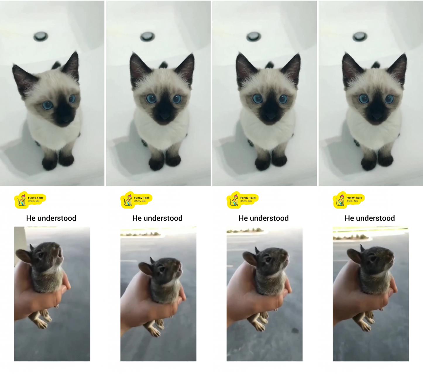 Adorable siamese cat aesthetic video; he thought he is in danger, funny animals video
