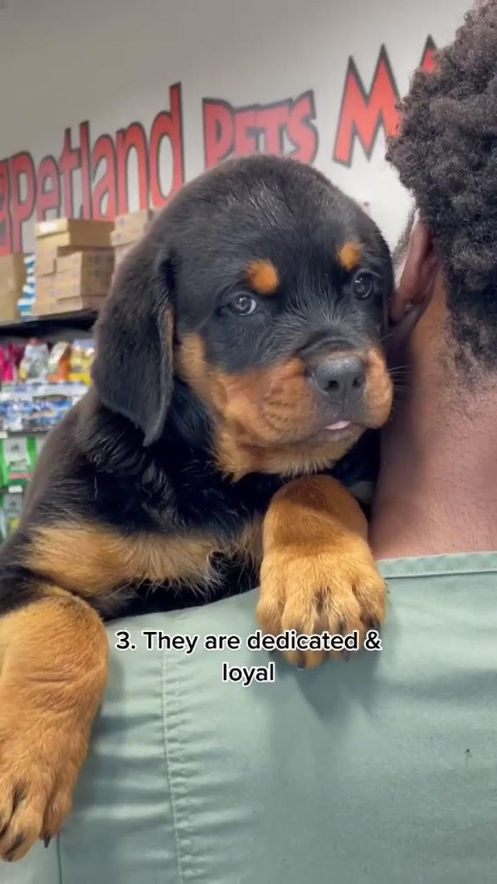 All about rottweilers  | mom and dad training, cute dogs, adorable dogs