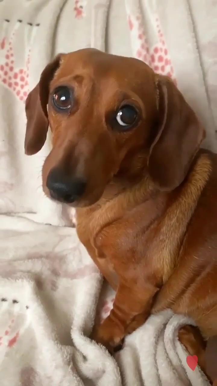 Always seeking attention | dachshund cutiesdachshund cuties