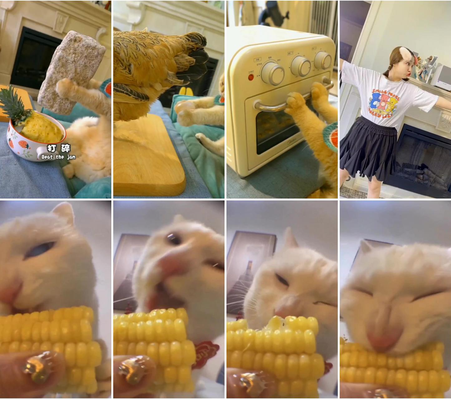 Amazing cat video; cute animals images