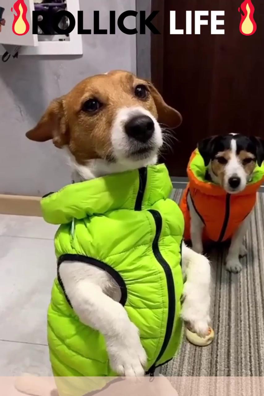 Amazing product for pet; dog vest