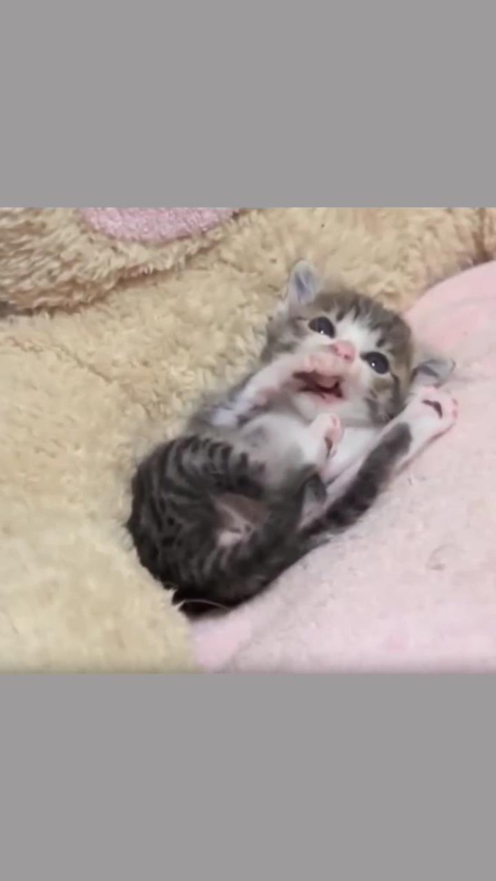 Aww so tiny  | purr-fectly playful cats: unleash the cuteness with these adorable feline frolics