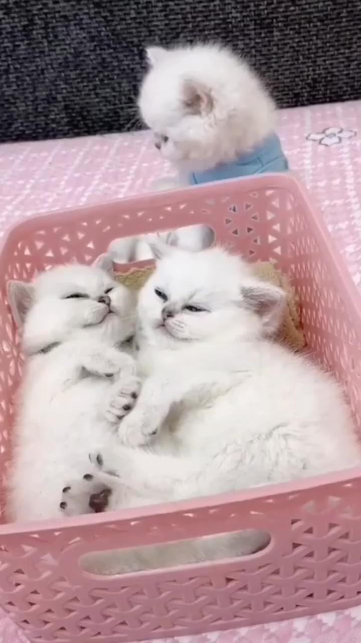 Awww cute kittens | cute sleepy cat , cute cat, lovely cat