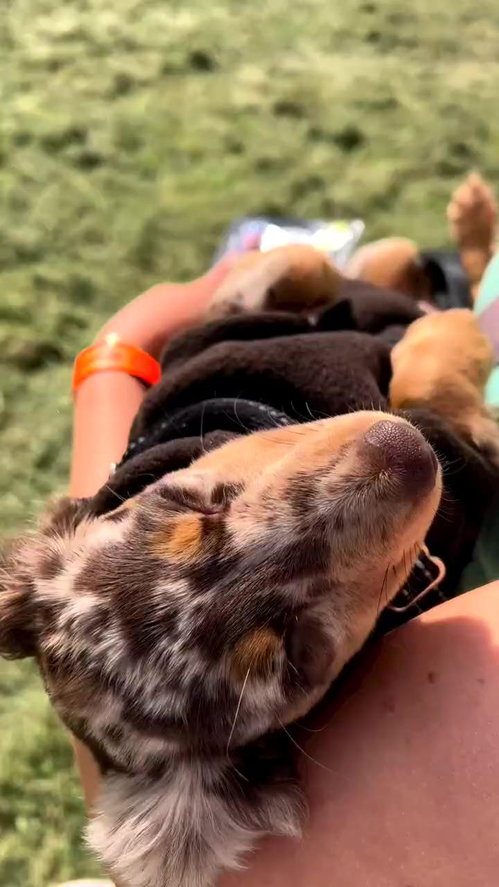Awww someone's worn out. time for a nap  | dog gets choked by raccoon