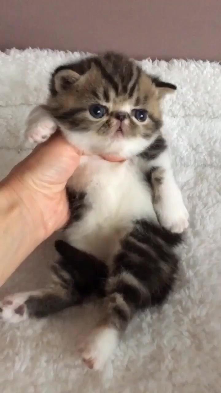 Awwwww cutie pie; cute kittens 