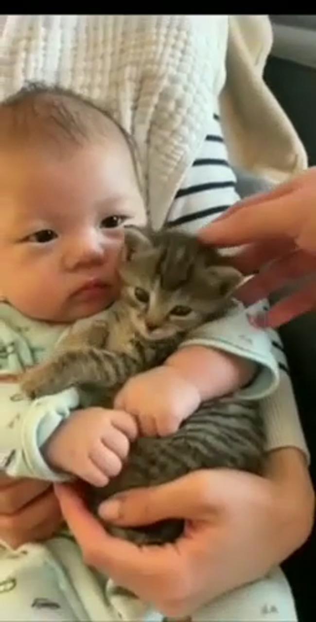 Baby and kitty they love each other; cute baby cats
