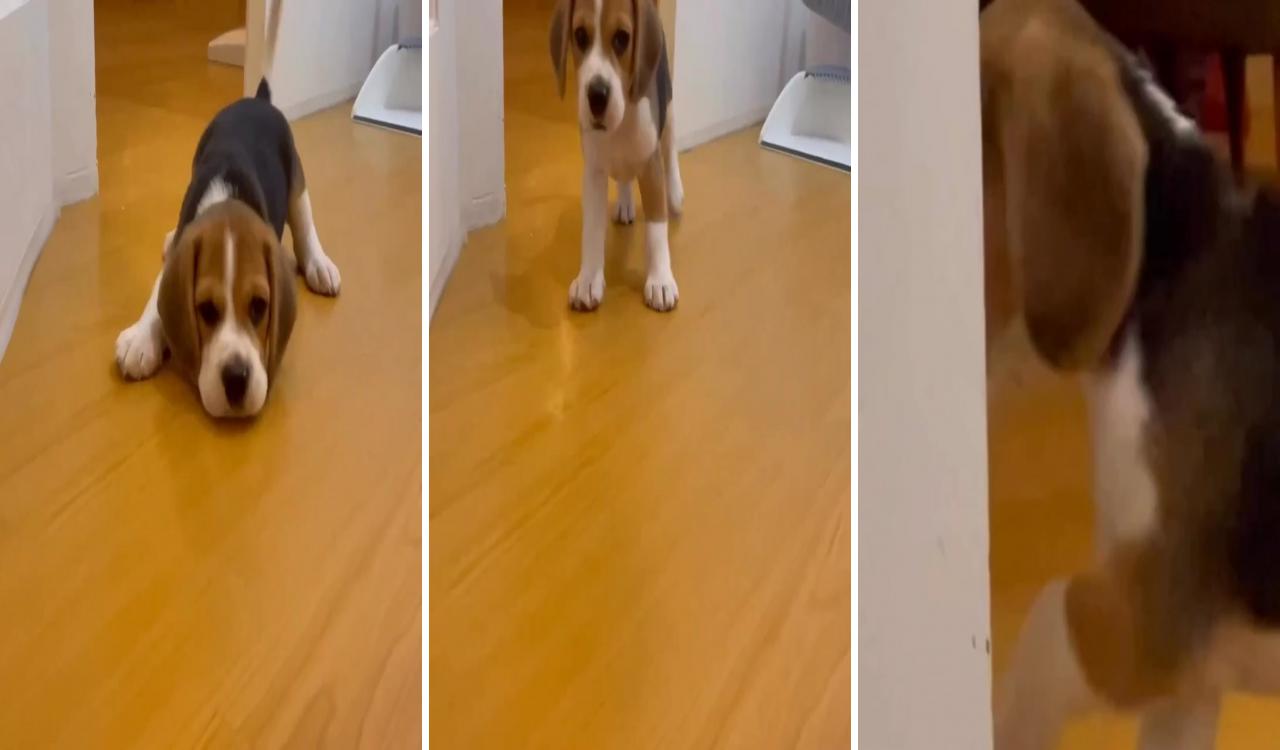 Baby beagle; beagle puppy