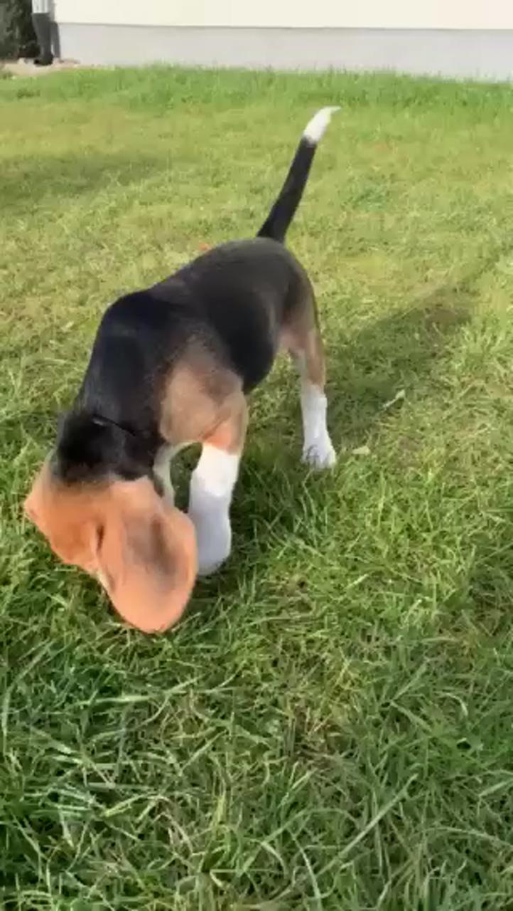 Baby beagle | beagle puppy