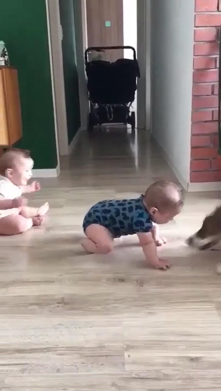 Baby dog and fun; crazy funny videos