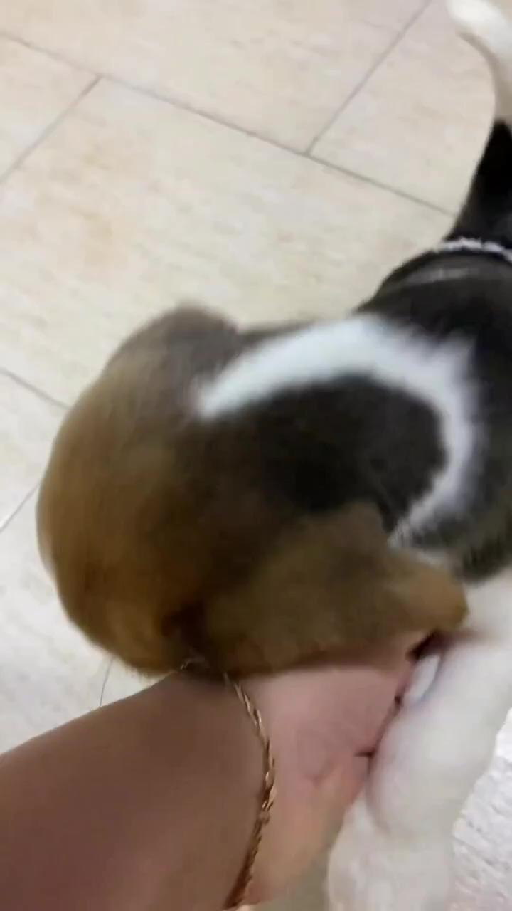 Baby dog want love | smol awoos