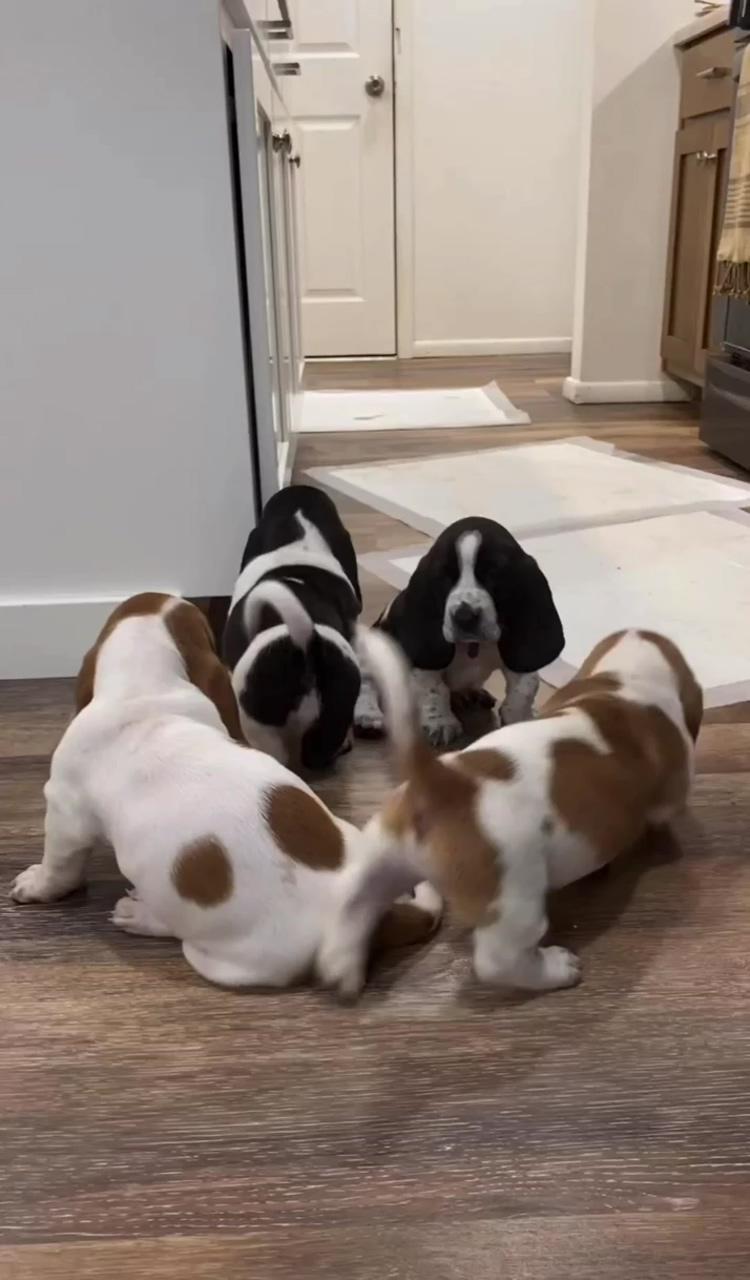 Basset hound pups now available for sale; basset puppies