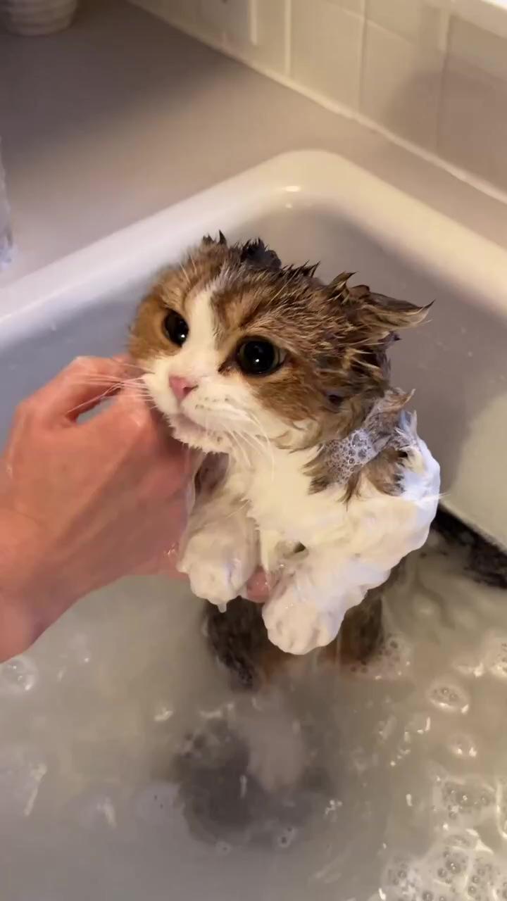 Bath  time  | cute cats part 63