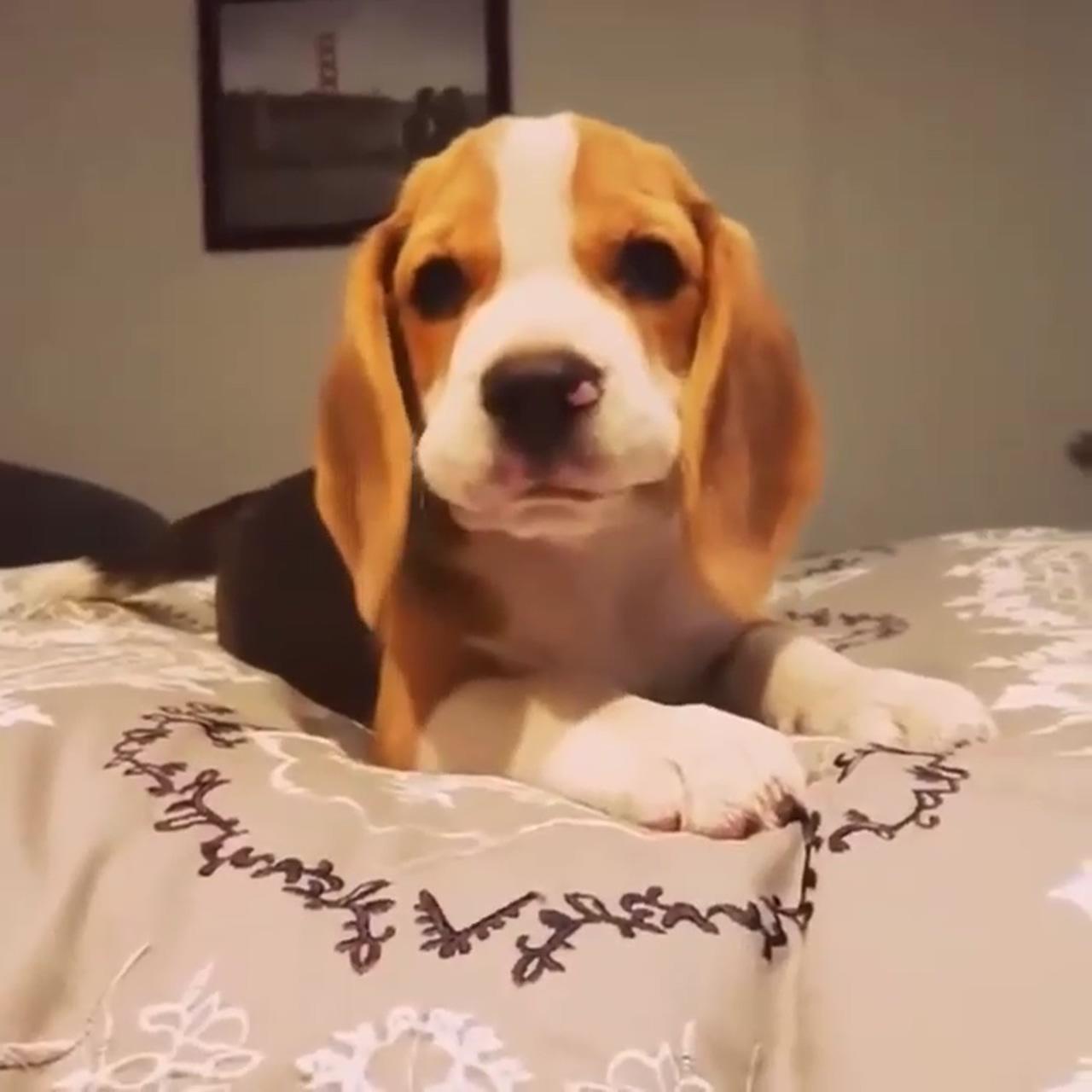 Beagle dog puppies; baby beagle
