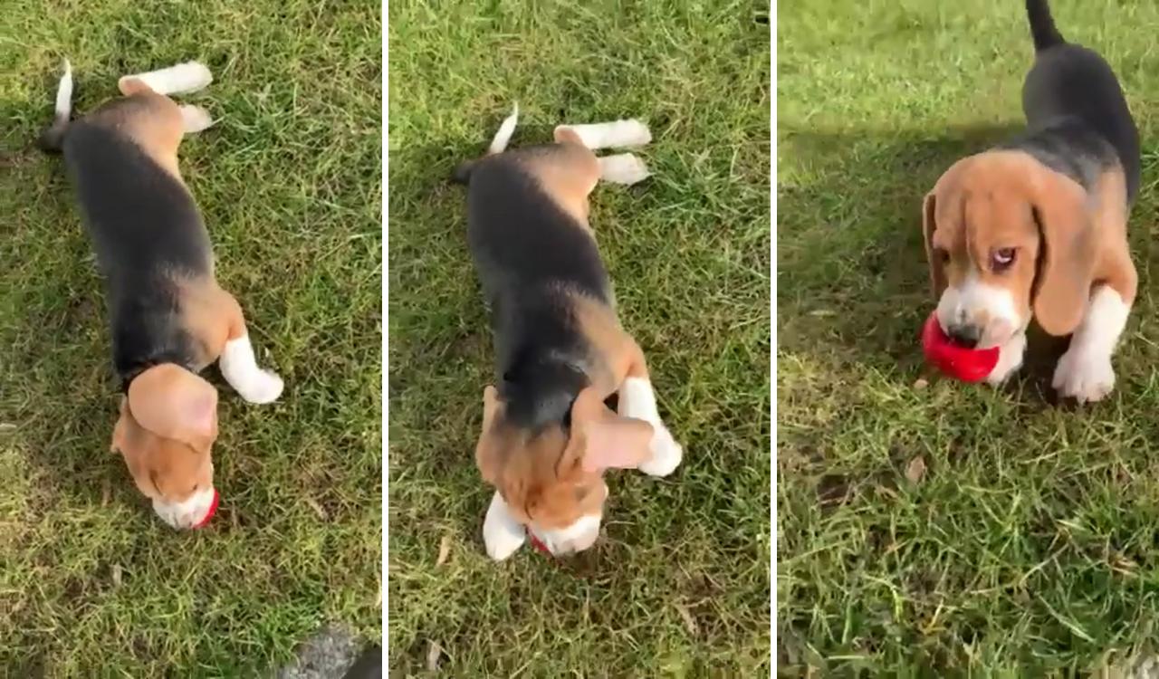 Beagle dog puppies; english bulldog puppies