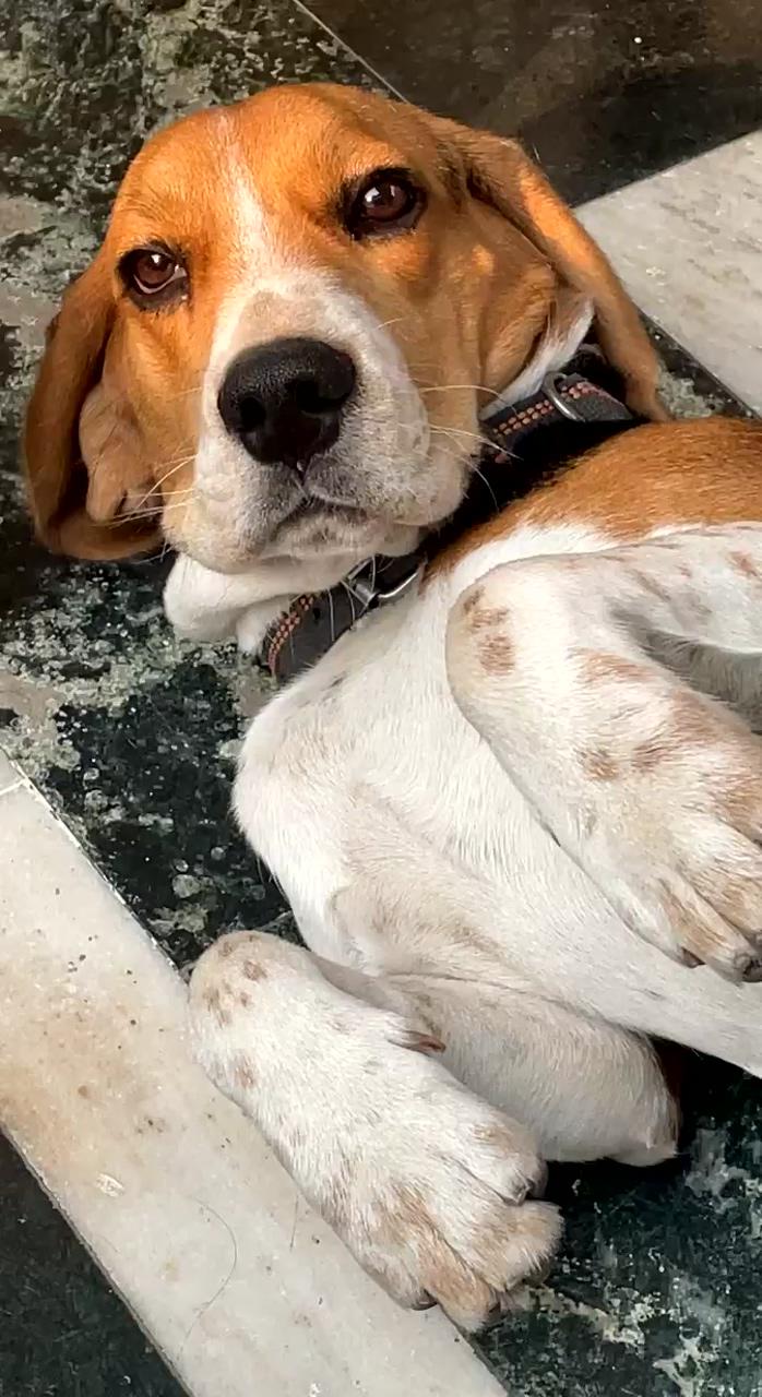 Beagle dog ; tupac wallpaper