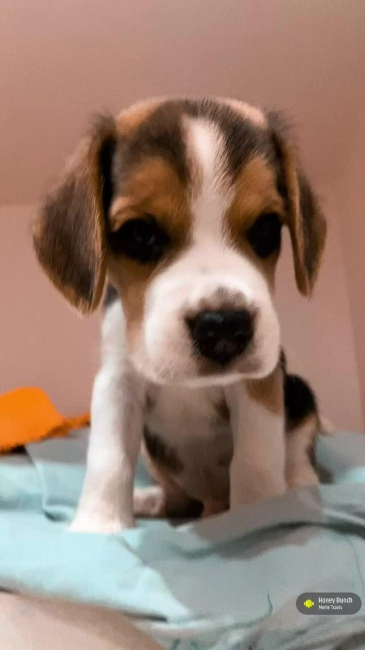 Beagle pup  | this is your sign. go get a dog  casp47
