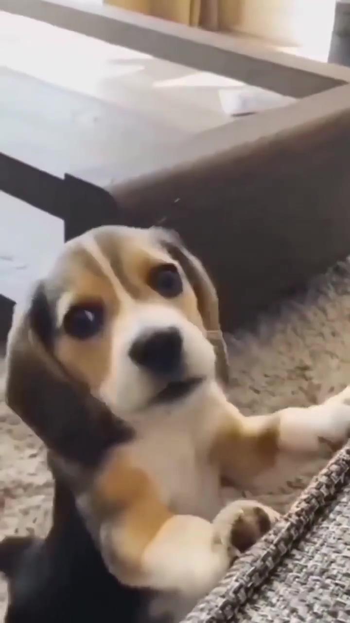 Beagle puppies are damn cute; cute baby dogs