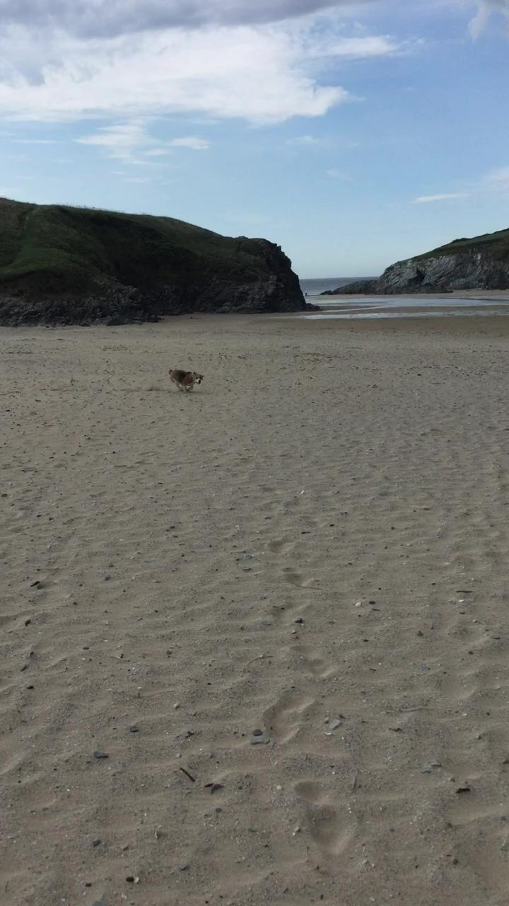 Beagle zoomies on the beach | just a quick check up
