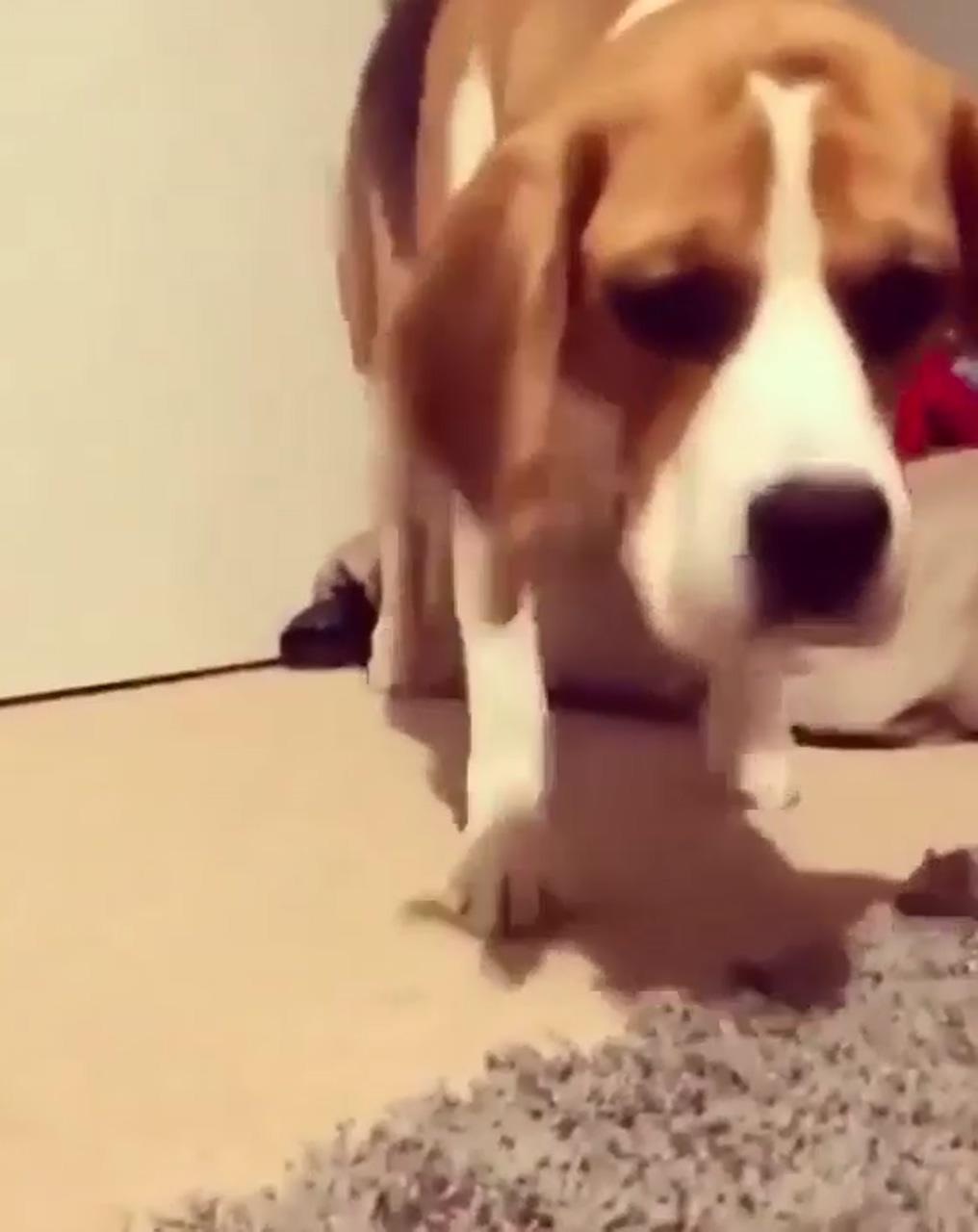 Beagles; dog