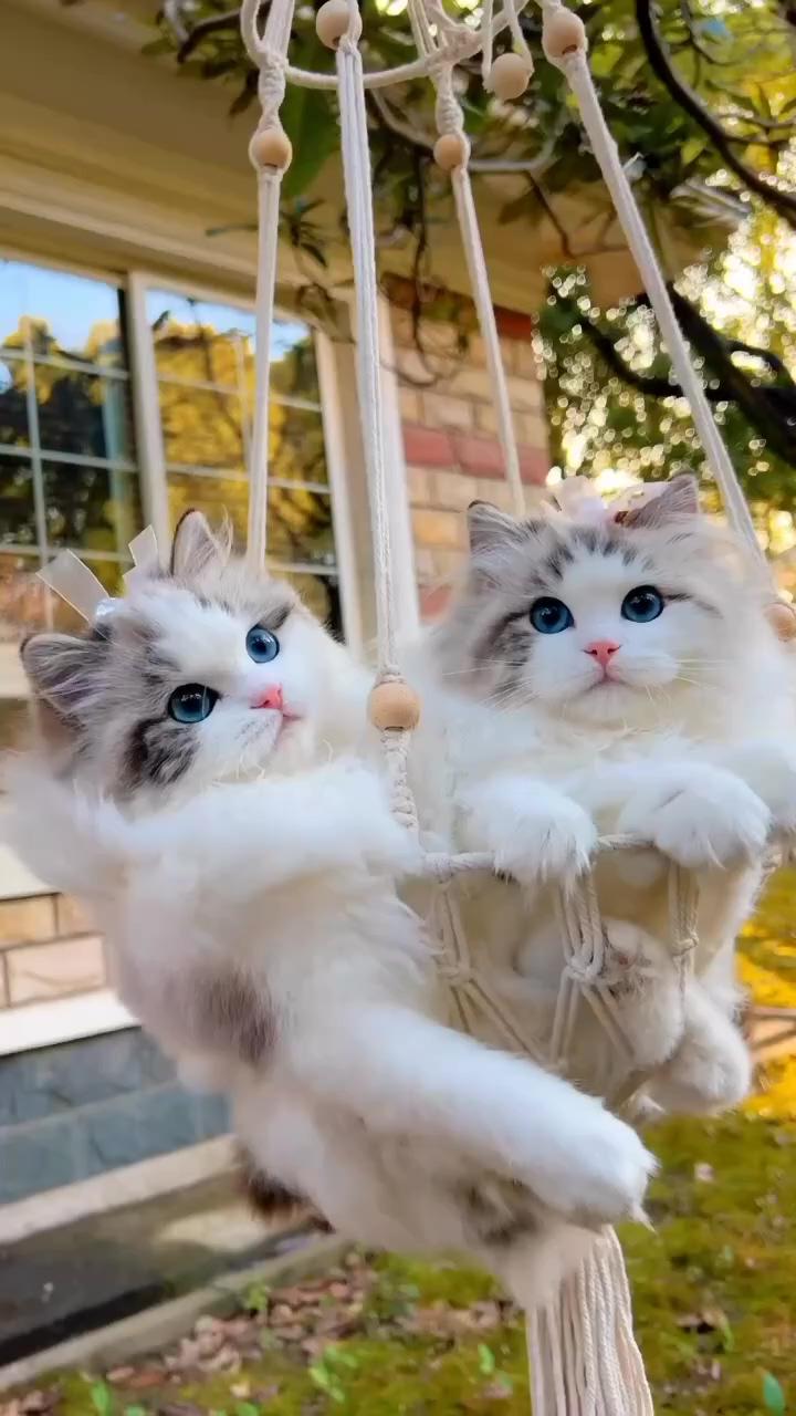 Beautiful cats | cute kitten