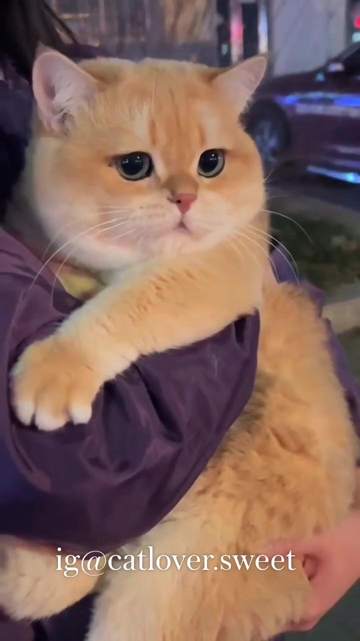 Beautiful pump ginger cat being held by its human / beautiful purebreed cats / beautiful orange cats | how do the cats meow in your country