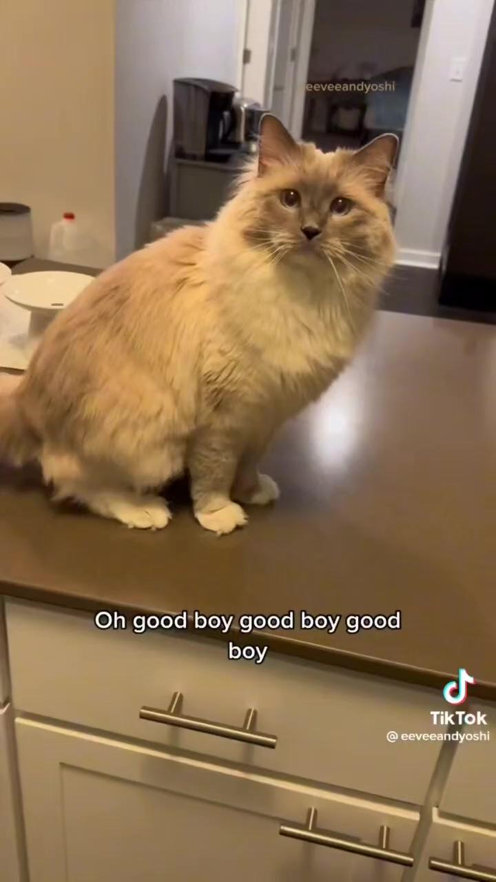 Beautiful ragdoll cats sitting on the kitchen counter begging for treats | ooooh no don't be mad