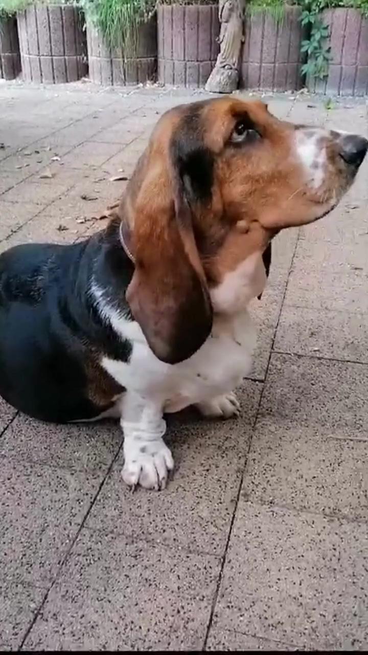 Because of lazy basset hound pauline and the chewing gum break | cute dog and baby girl