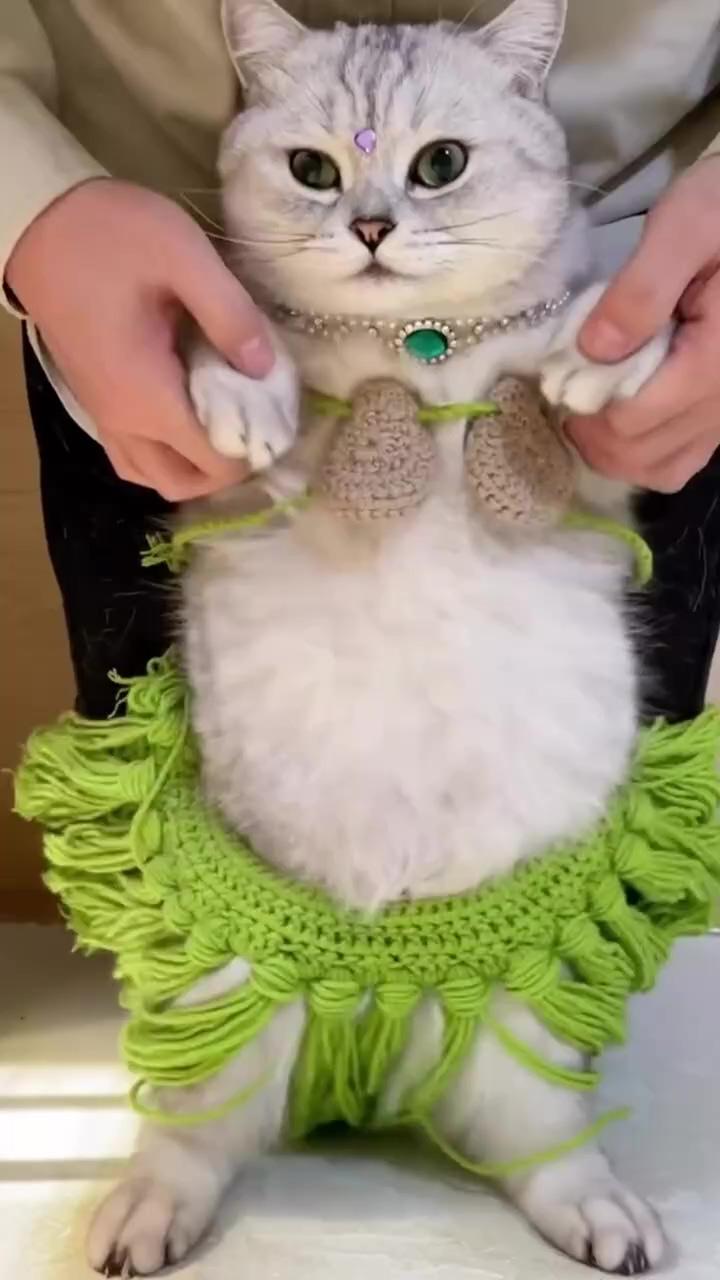 Belly dance ; resting cat, pussies massage, cat, animal cutes video, cute cat and massage