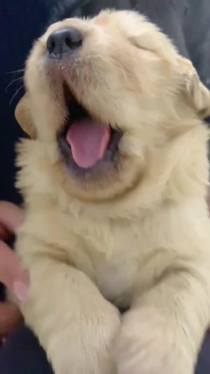 Big yawn for a sleepy boii  | puppies and kitties